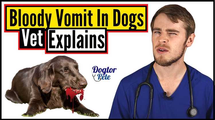 Why is my older dog throwing up after drinking water Expert advice on dog health care | Website Name