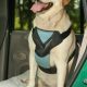 Best Petco Dog Car Harnesses for Safe Travels | My Caring Dog – Tips, Stories, and Care Guides for Loving Pet Owners