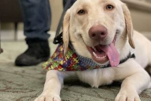 Find Seizure Service Dogs Near You Today My Caring Dog – Tips, Stories, and Care Guides for Loving Pet Owners Find Seizure Service Dogs Near You Today | My Caring Dog – Tips, Stories, and Care Guides for Loving Pet Owners