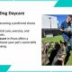 Top-Rated Dog Day Care in Plano, TX | My Caring Dog – Tips, Stories, and Care Guides for Loving Pet Owners