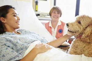 Benefits of a Trained Therapy Dog Certification My Caring Dog – Tips, Stories, and Care Guides for Loving Pet Owners Benefits of a Trained Therapy Dog Certification | My Caring Dog – Tips, Stories, and Care Guides for Loving Pet Owners
