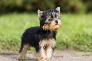 Easy To Care For Dog Breeds My Caring Dog – Tips, Stories, and Care Guides for Loving Pet Owners Easy To Care For Dog Breeds | My Caring Dog – Tips, Stories, and Care Guides for Loving Pet Owners