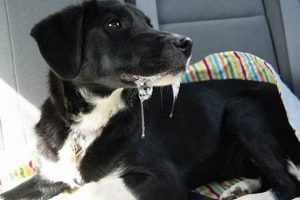 Dog Excessive Drooling In Car My Caring Dog – Tips, Stories, and Care Guides for Loving Pet Owners Dog Excessive Drooling In Car | My Caring Dog – Tips, Stories, and Care Guides for Loving Pet Owners