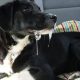Dog Excessive Drooling In Car | My Caring Dog – Tips, Stories, and Care Guides for Loving Pet Owners