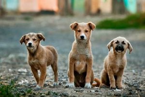 The Ultimate Guide to Canine Pet Care My Caring Dog – Tips, Stories, and Care Guides for Loving Pet Owners The Ultimate Guide to Canine Pet Care | My Caring Dog – Tips, Stories, and Care Guides for Loving Pet Owners