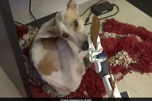 DIY Robot Dog Sitter: Automating Pet Care My Caring Dog – Tips, Stories, and Care Guides for Loving Pet Owners DIY Robot Dog Sitter: Automating Pet Care | My Caring Dog – Tips, Stories, and Care Guides for Loving Pet Owners