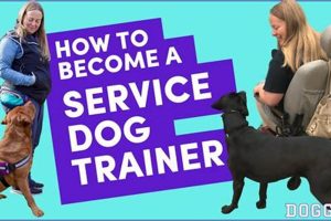 How To Become A Service Animal Trainer | Safem Fabrication - Precision Engineering & Custom Manufacturing Solutions