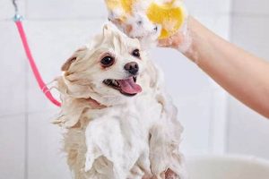 Depression & Dog Care: Finding Support & Solutions | Safem Fabrication - Precision Engineering & Custom Manufacturing Solutions