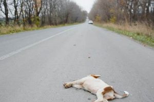 Dog Hit By Car Seems Okay: What To Do? My Caring Dog – Tips, Stories, and Care Guides for Loving Pet Owners Dog Hit By Car Seems Okay: What To Do? | My Caring Dog – Tips, Stories, and Care Guides for Loving Pet Owners