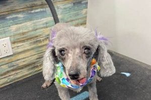 Top Dog Day Care in Branford CT | Best Friends My Caring Dog – Tips, Stories, and Care Guides for Loving Pet Owners Top Dog Day Care in Branford CT | Best Friends | My Caring Dog – Tips, Stories, and Care Guides for Loving Pet Owners