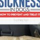 Best Dog Treats for Car Sickness Relief | My Caring Dog – Tips, Stories, and Care Guides for Loving Pet Owners
