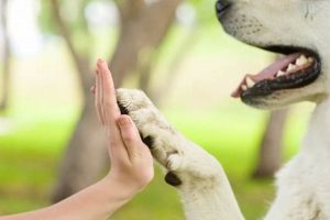 Best Trained Dogs for Car Travel My Caring Dog – Tips, Stories, and Care Guides for Loving Pet Owners Best Trained Dogs for Car Travel | My Caring Dog – Tips, Stories, and Care Guides for Loving Pet Owners