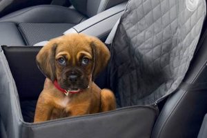 Dog Front Seat Car Travel: Safe or Risky? My Caring Dog – Tips, Stories, and Care Guides for Loving Pet Owners Dog Front Seat Car Travel: Safe or Risky? | My Caring Dog – Tips, Stories, and Care Guides for Loving Pet Owners