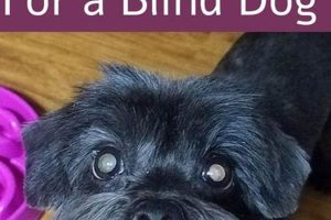 Expert Tips: Caring for a Blind Dog with Love My Caring Dog – Tips, Stories, and Care Guides for Loving Pet Owners Expert Tips: Caring for a Blind Dog with Love | My Caring Dog – Tips, Stories, and Care Guides for Loving Pet Owners
