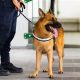 Adopting a Service Dog: A Complete Guide | My Caring Dog – Tips, Stories, and Care Guides for Loving Pet Owners