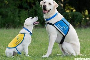 Best Car Dog Accessories - canine.org My Caring Dog – Tips, Stories, and Care Guides for Loving Pet Owners Best Car Dog Accessories - canine.org | My Caring Dog – Tips, Stories, and Care Guides for Loving Pet Owners