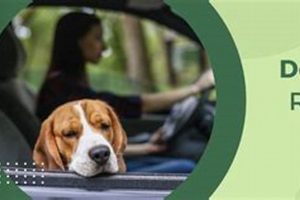 Best CBD for Dog Car Sickness: A Guide | Safem Fabrication - Precision Engineering & Custom Manufacturing Solutions
