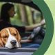 Best CBD for Dog Car Sickness: A Guide | My Caring Dog – Tips, Stories, and Care Guides for Loving Pet Owners
