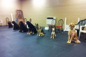 Day Dog Training Near Me | Safem Fabrication - Precision Engineering & Custom Manufacturing Solutions