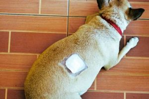 Complete Guide to Dog Wound Care Essentials My Caring Dog – Tips, Stories, and Care Guides for Loving Pet Owners Complete Guide to Dog Wound Care Essentials | My Caring Dog – Tips, Stories, and Care Guides for Loving Pet Owners