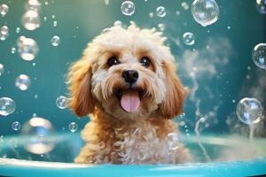 Best Dog Day Care Bath Services & Grooming My Caring Dog – Tips, Stories, and Care Guides for Loving Pet Owners Best Dog Day Care Bath Services & Grooming | My Caring Dog – Tips, Stories, and Care Guides for Loving Pet Owners