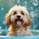 Best Dog Day Care Bath Services &amp; Grooming | My Caring Dog – Tips, Stories, and Care Guides for Loving Pet Owners