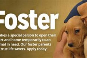 Find Foster Dogs Near You: Open Your Home My Caring Dog – Tips, Stories, and Care Guides for Loving Pet Owners Find Foster Dogs Near You: Open Your Home | My Caring Dog – Tips, Stories, and Care Guides for Loving Pet Owners