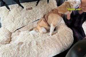Top Pelsbarn Dog Car Seat Reviews & Ratings My Caring Dog – Tips, Stories, and Care Guides for Loving Pet Owners Top Pelsbarn Dog Car Seat Reviews & Ratings | My Caring Dog – Tips, Stories, and Care Guides for Loving Pet Owners