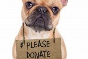 Rehome Your Car Dog: Donation Guide My Caring Dog – Tips, Stories, and Care Guides for Loving Pet Owners Rehome Your Car Dog: Donation Guide | My Caring Dog – Tips, Stories, and Care Guides for Loving Pet Owners