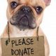 Rehome Your Car Dog: Donation Guide | My Caring Dog – Tips, Stories, and Care Guides for Loving Pet Owners