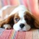 Top 5 Easiest Hypoallergenic Dogs for Owners | Safem Fabrication - Precision Engineering & Custom Manufacturing Solutions