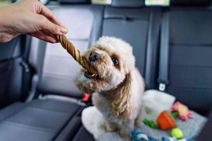Dog Car Sick: Causes & Cures | Safem Fabrication - Precision Engineering & Custom Manufacturing Solutions