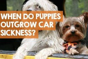 Do Dogs Outgrow Car Sickness? Vet Explains | Safem Fabrication - Precision Engineering & Custom Manufacturing Solutions