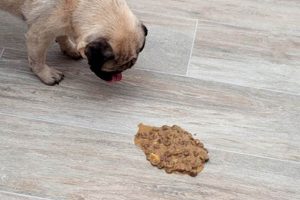 Why Does My Dog Vomit In The Car My Caring Dog – Tips, Stories, and Care Guides for Loving Pet Owners Why Does My Dog Vomit In The Car | My Caring Dog – Tips, Stories, and Care Guides for Loving Pet Owners