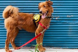 DC Dog Adoption: Care Guide & Resources My Caring Dog – Tips, Stories, and Care Guides for Loving Pet Owners DC Dog Adoption: Care Guide & Resources | My Caring Dog – Tips, Stories, and Care Guides for Loving Pet Owners