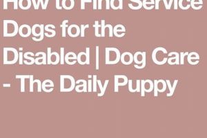 Find Your Perfect Service Dog: A Guide My Caring Dog – Tips, Stories, and Care Guides for Loving Pet Owners Find Your Perfect Service Dog: A Guide | My Caring Dog – Tips, Stories, and Care Guides for Loving Pet Owners