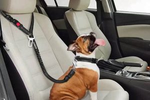 Top Car Seat Belts for Large Dogs: Safe Travels My Caring Dog – Tips, Stories, and Care Guides for Loving Pet Owners Top Car Seat Belts for Large Dogs: Safe Travels | My Caring Dog – Tips, Stories, and Care Guides for Loving Pet Owners