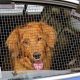 Best Dog Screens for Cars: Safe Travel Barriers | My Caring Dog – Tips, Stories, and Care Guides for Loving Pet Owners