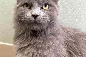 Adopt a Cat in Evanston: Find Your Purrfect Match My Caring Dog – Tips, Stories, and Care Guides for Loving Pet Owners Adopt a Cat in Evanston: Find Your Purrfect Match | My Caring Dog – Tips, Stories, and Care Guides for Loving Pet Owners