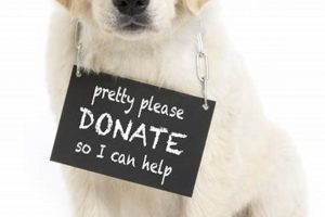Donate Dogs to Shelters: Find Car-Loving Homes My Caring Dog – Tips, Stories, and Care Guides for Loving Pet Owners Donate Dogs to Shelters: Find Car-Loving Homes | My Caring Dog – Tips, Stories, and Care Guides for Loving Pet Owners