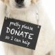 Donate Dogs to Shelters: Find Car-Loving Homes | My Caring Dog – Tips, Stories, and Care Guides for Loving Pet Owners