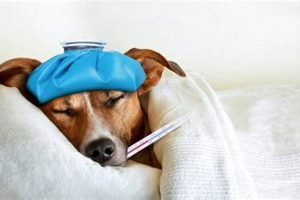 Expert Sick Dog Care Tips & Guide | Safem Fabrication - Precision Engineering & Custom Manufacturing Solutions