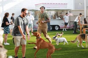Adorable Car Dog Photos: Pups & People My Caring Dog – Tips, Stories, and Care Guides for Loving Pet Owners Adorable Car Dog Photos: Pups & People | My Caring Dog – Tips, Stories, and Care Guides for Loving Pet Owners