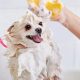 Expert Hemophilia Dog Care Guide & Tips | Safem Fabrication - Precision Engineering & Custom Manufacturing Solutions