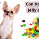 Best Jelly Beans for Dog Car Sickness Relief | My Caring Dog – Tips, Stories, and Care Guides for Loving Pet Owners