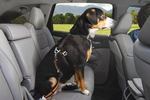 How To Transport Dog In Car My Caring Dog – Tips, Stories, and Care Guides for Loving Pet Owners How To Transport Dog In Car | My Caring Dog – Tips, Stories, and Care Guides for Loving Pet Owners