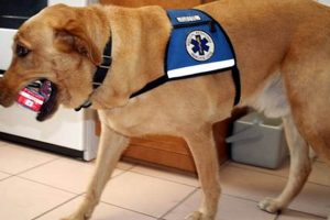 Trained Diabetic Service Dogs for Sale: Find Your Partner Safem Fabrication - Precision Engineering & Custom Manufacturing Solutions Trained Diabetic Service Dogs for Sale: Find Your Partner | Safem Fabrication - Precision Engineering & Custom Manufacturing Solutions