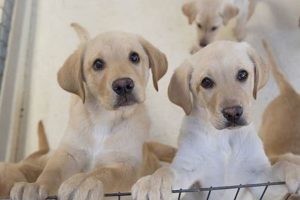 Dog Moms: Puppy Care 101 My Caring Dog – Tips, Stories, and Care Guides for Loving Pet Owners Dog Moms: Puppy Care 101 | My Caring Dog – Tips, Stories, and Care Guides for Loving Pet Owners
