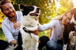 Best Car Accessories for People with Dogs Safem Fabrication - Precision Engineering & Custom Manufacturing Solutions Best Car Accessories for People with Dogs | Safem Fabrication - Precision Engineering & Custom Manufacturing Solutions