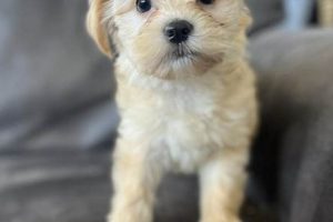 Idaho Puppy Co. Reviews & Ratings (2023) My Caring Dog – Tips, Stories, and Care Guides for Loving Pet Owners Idaho Puppy Co. Reviews & Ratings (2023) | My Caring Dog – Tips, Stories, and Care Guides for Loving Pet Owners